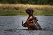 Hippo yawn : 2014 Uganda